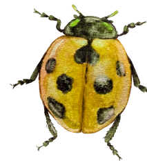 Watercolor Yellow Ladybug Insect Animal