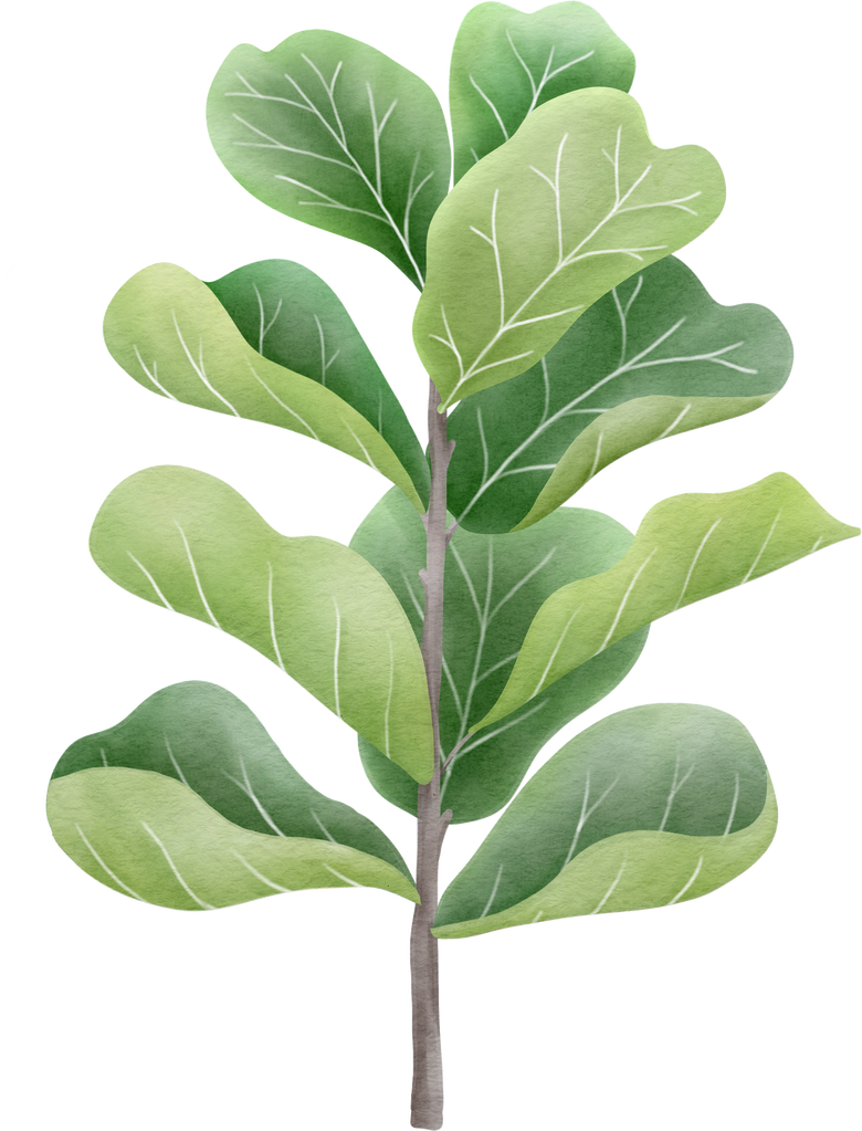 ficus lyrata plant watercolor style