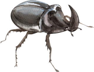 Watercolor Beetle Illustration
